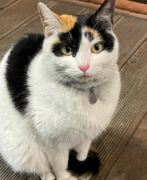 고양이